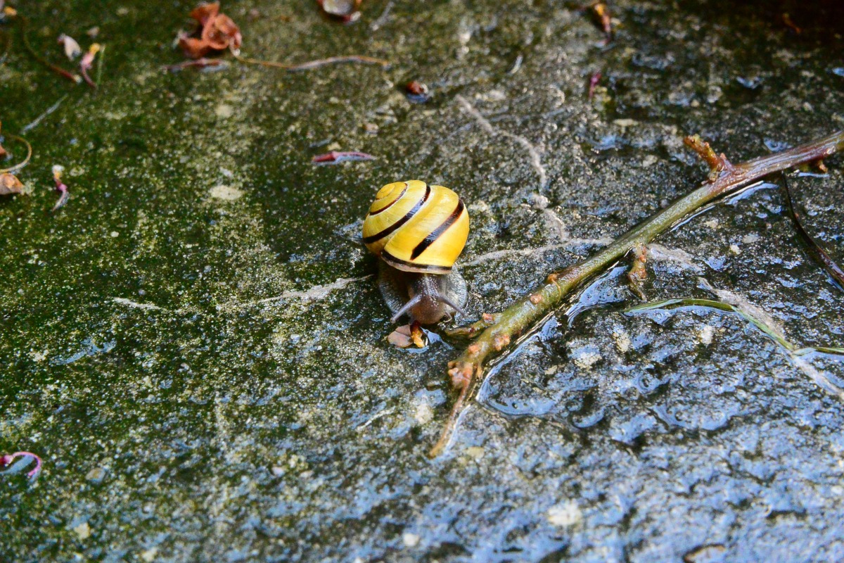 picture with yellow snail
